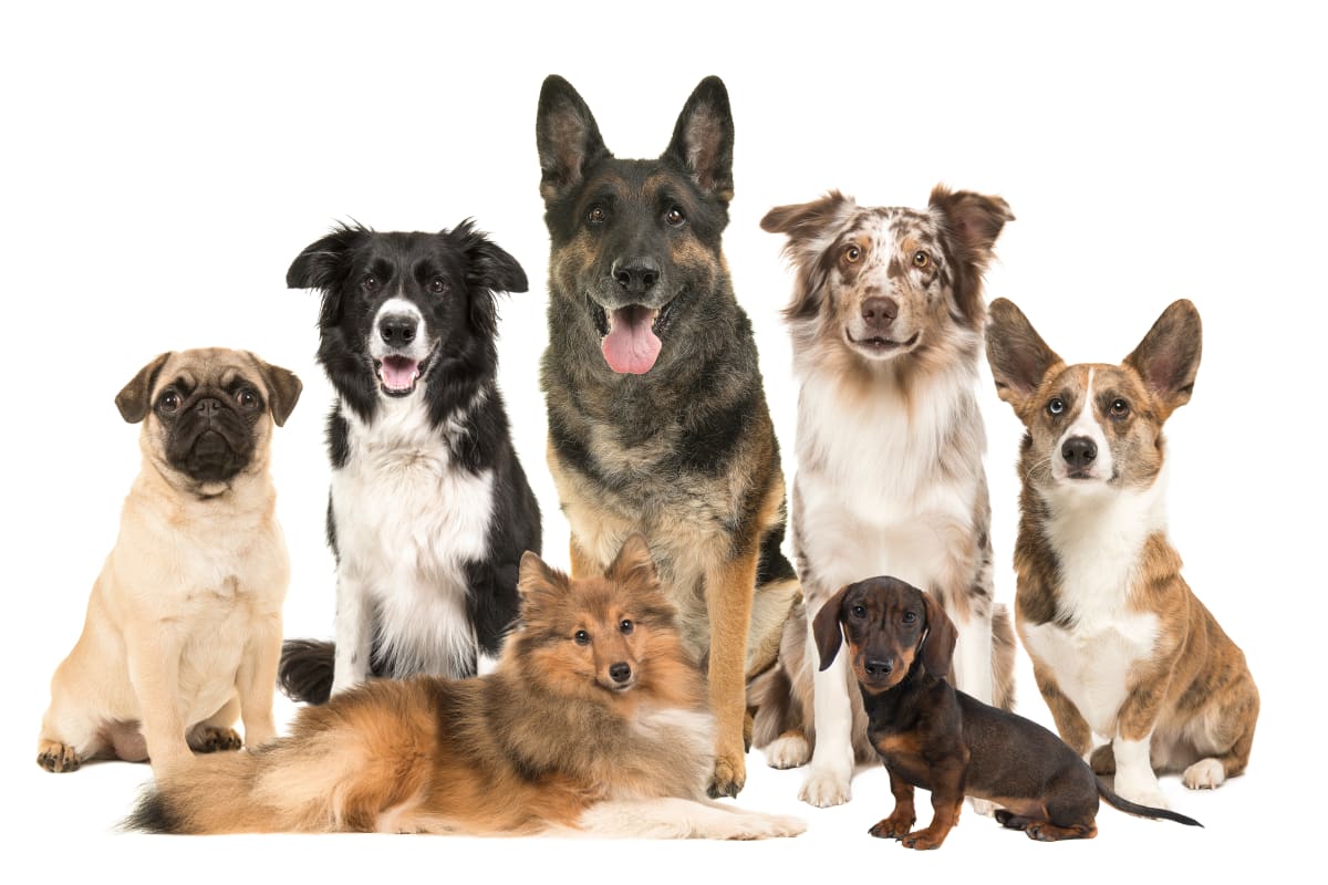 dog breeds